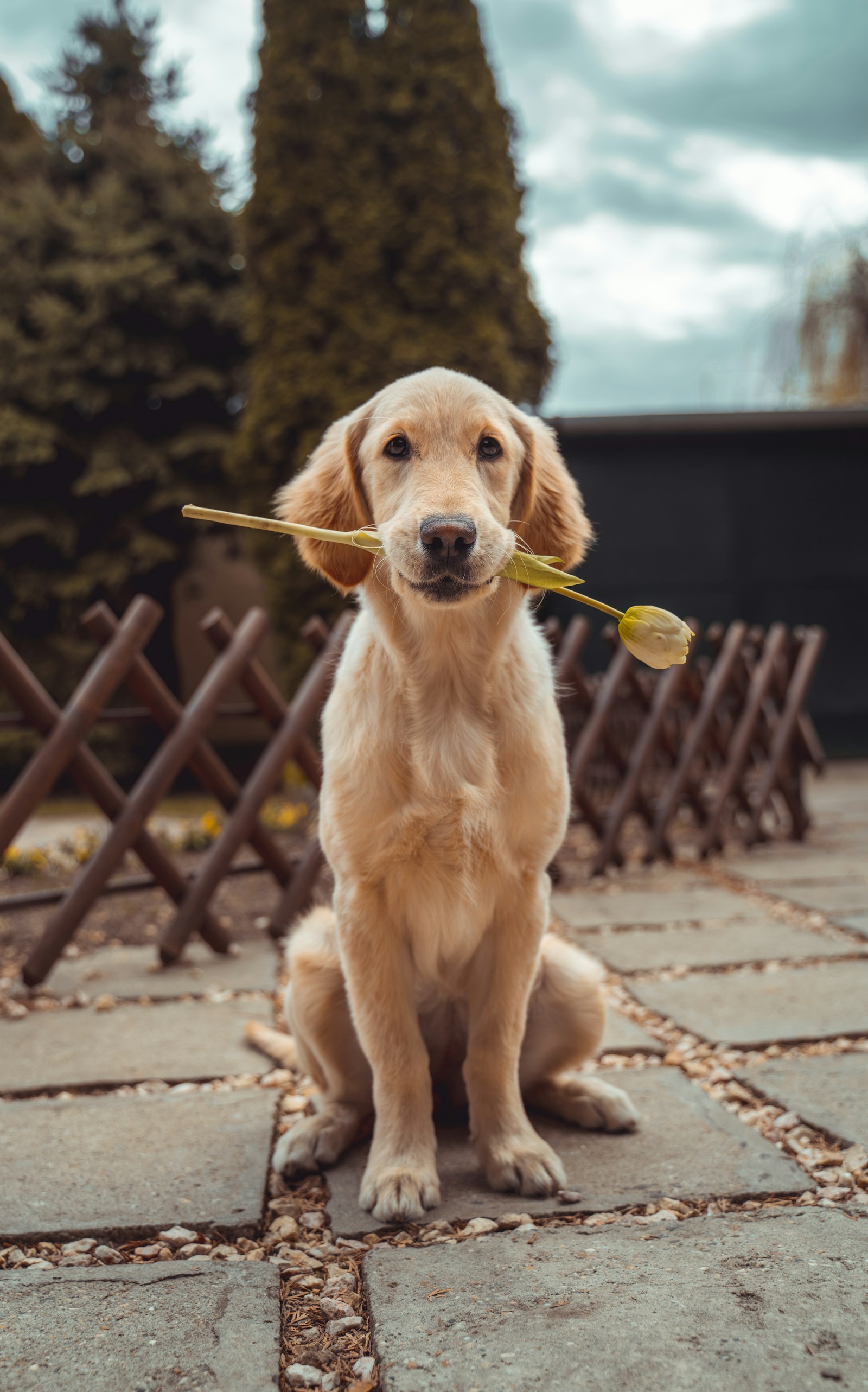 Golden Retriever tenant une fleur, photographie d’illustration